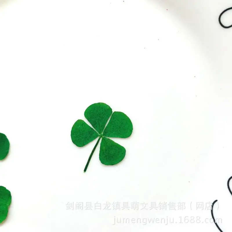12 шт., Lucky Dried Leaf Clove – обзор и цена Body Jewelry Display Case